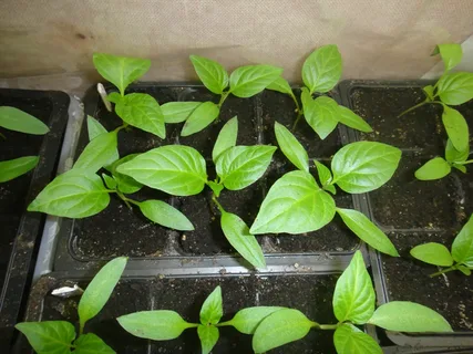 تصویر 2 از نشا فلفل دلمه‌ ای گلخانه‌ ای با عملکرد بالا